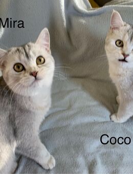 Kätzchen Britisch Kurzhaar BKH - Preußisch Oldendorf