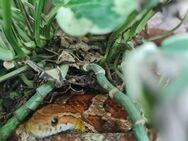 Terrarium mit 2 Kornnatter Weibchen - Achim