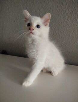 Britisch Kurzhaar - Ragdoll Katerchen - Magdeburg