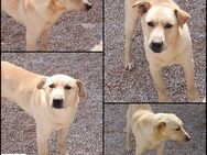 Zuco Labrador Mischling Rüde sucht - Margetshöchheim