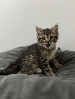 BKH Babykatzen - Waltrop