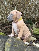 Zauberschnuten in 06722