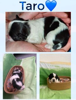 Shih Tzu Welpen - Berlin Marzahn-Hellersdorf