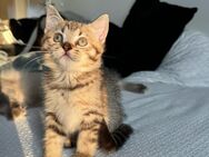 BKH Kitten Kater sucht ein neues Zuhause - Schweinfurt