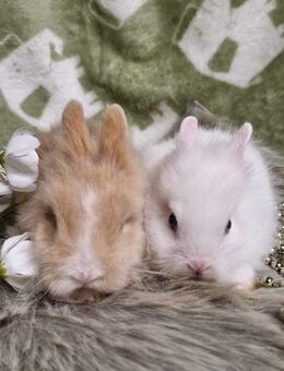 Niedliche Zwergkaninchen Löwenkopf Teddyzwerg Hasen Babys - Rutesheim