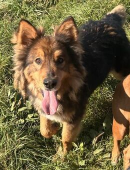 Max wünscht sich ein warmes Körbchen - Süderdorf