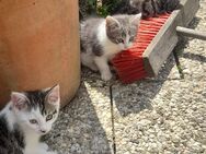 Sibirischer Jungkatzenmix Kitten Alergikergeeignet - Hagen (Stadt der FernUniversität)