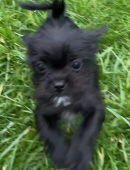 Chihuahua, dunkelblau - Haar