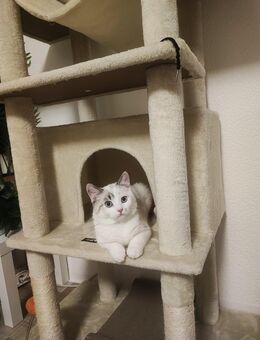 🐱 Süßes Kätzchen sucht ein liebevolles Zuhause ❤️ - Troisdorf