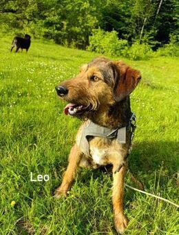 Leo - Jagdterrier Mix - Grainau