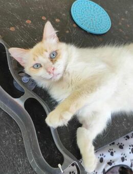 Verspielter Alvin - Eichenzell