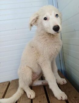 Gretel sucht ihr neues Zuhause! 🐕 - Spenge