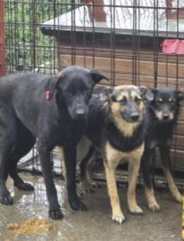 Hanny Pflegestelle oder Zuhause gesuch - Oberwies