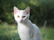 Hallo Mein Name Kitten Kater Nepumuk suche ein Neues Zuhause mit Freilauf - Hanau (Brüder-Grimm-Stadt) Großauheim