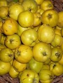 Quitten Apfelquitten BIO aus eigenem Garten 0,60 Euro pro kg in 92224