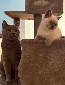 Reinrassige BKH Kitten - Schwandorf