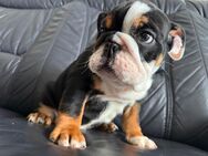 Englische Bulldogge - Ascheberg