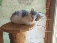 Babykatze Kitte abzugeben - Weihmichl