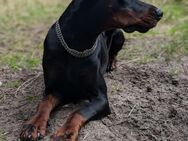 Dobermann 2 1/2 Jahre Rüde - Großefehn