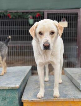 Freundlich, Verspielt, Familienhund Akim - Blankenheim (Nordrhein-Westfalen)