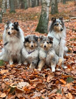 Collie Welpe, 3,5 Monate alt, sucht liebevolles Zuhause 🐾 - Dallgow-Döberitz