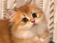 Britisch Langhaar BLH Kitten Mädel - Winterbach (Baden-Württemberg)