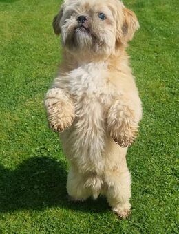 Shih Tzu Leo: katzenverträglich sucht .. - Meinerzhagen