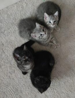 5 süße BKH-Mix Kitten suchen ein liebevolles Zuhause 🐾 - Köln