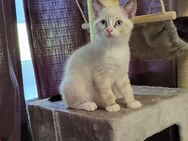 Sibirische Kitten,Neva Masquarade Babykatzen - Aachen