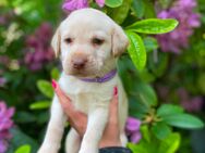 Wurfankündigung reinrassige Labrador Welpen (Arbeitslinie) - Waldeck (Hessen)