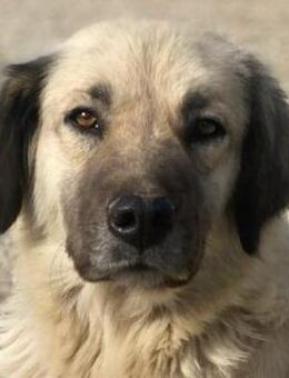 Frea, geb. ca. 02/2021, Griechenland - Euskirchen