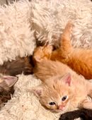 Ragdoll-Mix kitten suchen ihre neue familie in 53881