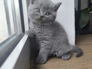 BKH Kitten - Kreuztal