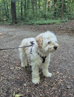 Wuscheliger Teddy sucht Familie - Alfdorf