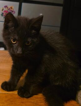Kitten in liebevolle Hände abzugeben - Kreuzau