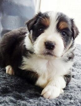 Border Collie Welpen mit Stammbaum - Frankfurt (Main)