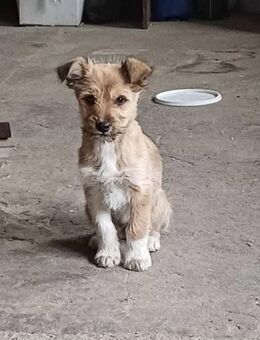 JOJO (kinderlieb, neugierig, wunderbar) - Köln