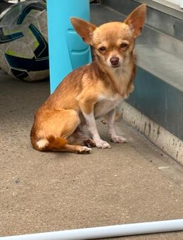 Mini Chihuahua rüde 2 Jahre alt - Hamburg