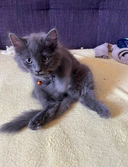 Ab Sofort. Heilige Birma-Russisch Blau Mix Babys - Krefeld
