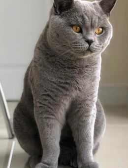 Bkh Kater Lilac - Lohne (Oldenburg)