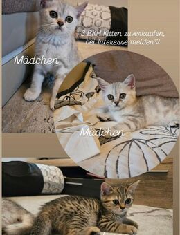 Süße BKH Kitten - Mengen