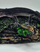 Wunderschöne superliebe BN Pur Leopardgecko Jungtiere Weibchen 2025 abzugeben in 41363