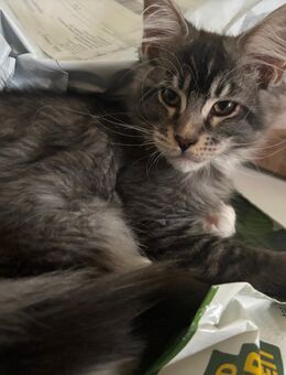 Main Coon Kitten - Frankfurt (Main)