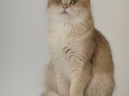 🐾 Reinrassiger Britisch Kurzhaar Golden Shell – Liebevolles Zuhause gesucht 🐾 - Ginsheim-Gustavsburg