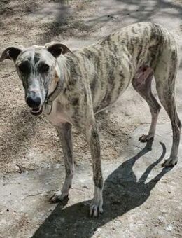 BAYLIS -durchweg freundlich u. verspielt - Sulzbach-Laufen