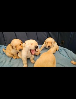 Labrador Welpen mit Papieren in Weiß, Beige und Champagner mit Papieren - Kirchardt