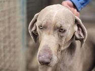 Füge VA charakterstarker Weimaraner - Neustadt (Rübenberge)
