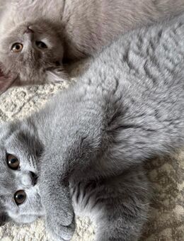 Kartäuser BKH mix kitten - Abgabebereit - Hamburg