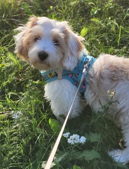14 Wochen junge Havaneser Terrier Mix Welpe - Berlin Steglitz-Zehlendorf