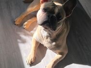 Französische Bulldogge Rüde 1 Jahr sucht - Potsdam